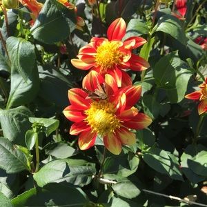 Meet your Posher, Kara